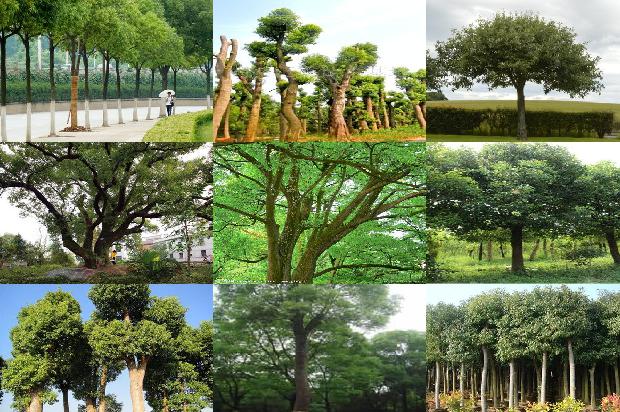 樟树苗价格表1677457019955