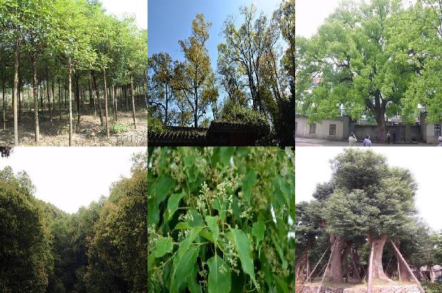 樟树树苗报价1677457921163