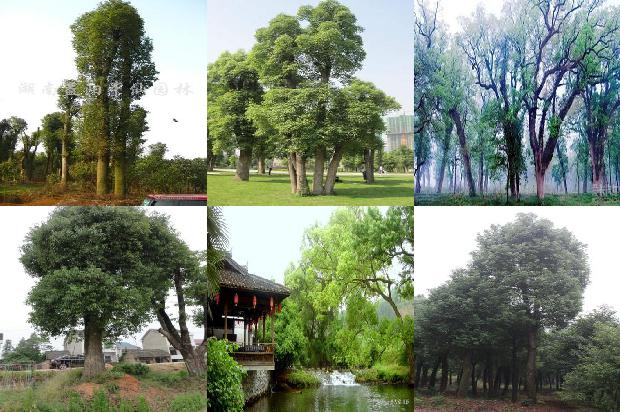 樟树价格21911677458092734