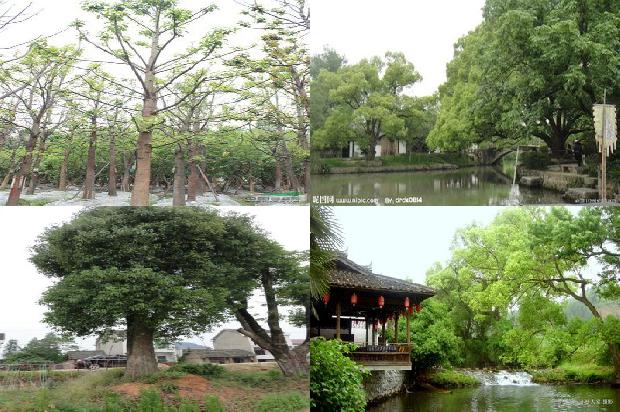 小叶樟树价格1677544068202