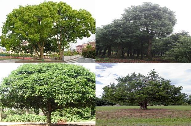 香樟苗价格1677629576296