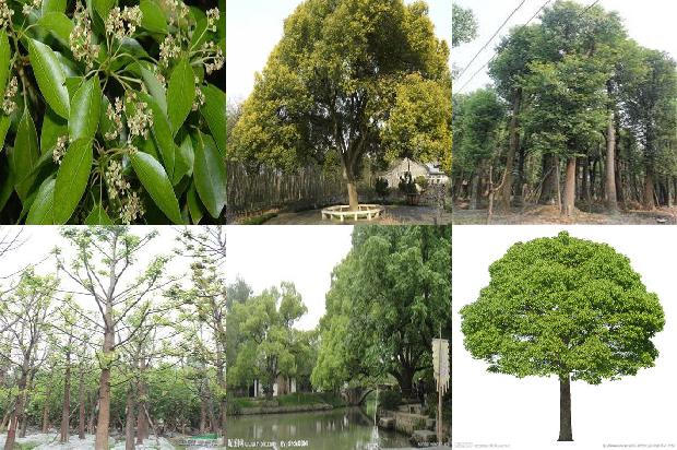 香樟树苗树苗1677630639144