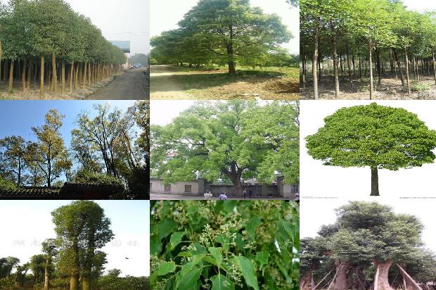 香樟树树苗基地1677716752500