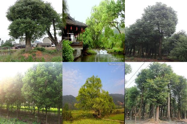 绿化香樟价格1677717616361