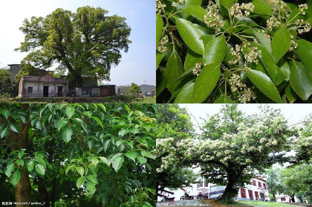 樟树油市场价多少1677717885440