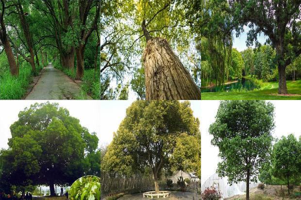 香樟苗什么时间移植好1677719735161