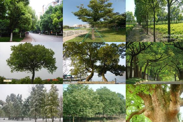 香樟苗什么时间移植好1677719735167