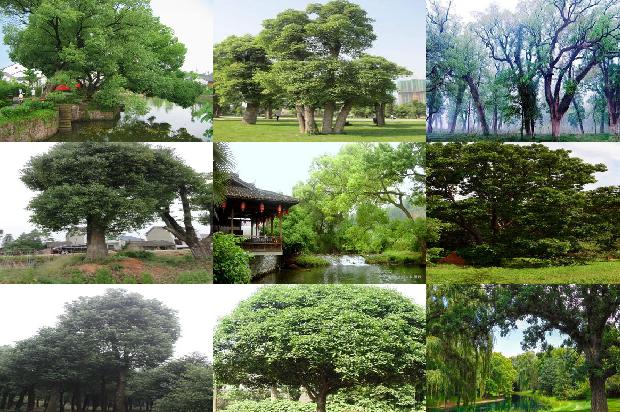 香樟苗什么时间移植好1677719735173