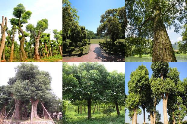 香樟苗木种植基地1677804356137