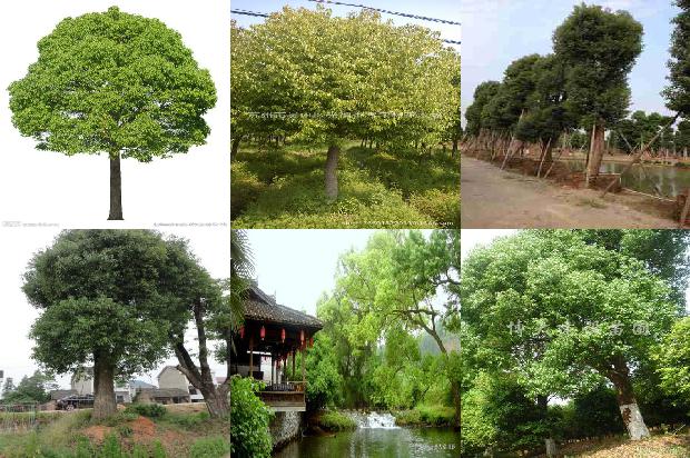 香樟的花1677891382838