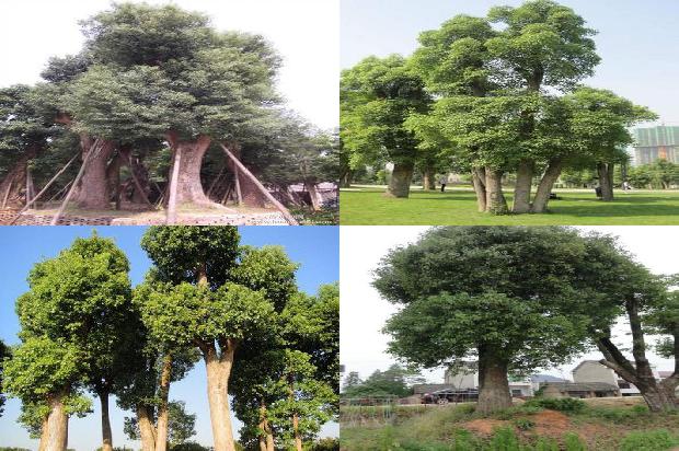 栽植香樟1677891582021