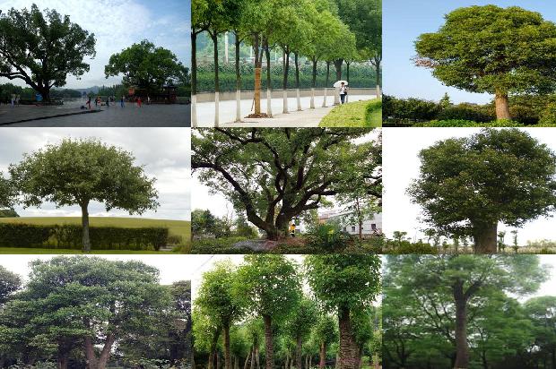 栽植香樟1677891582027
