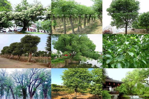 栽植香樟1677891582033