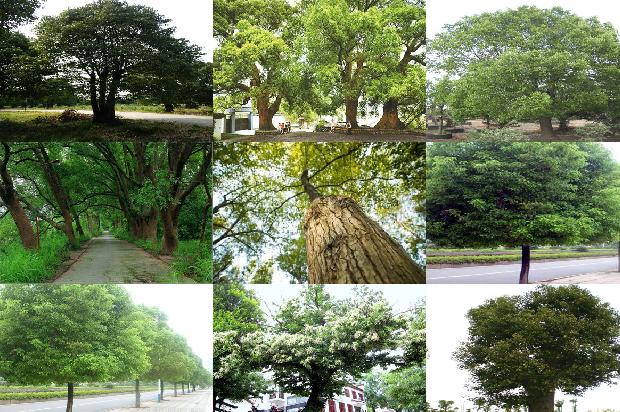 八公分香樟1677892080601