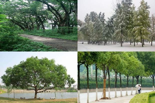 香樟虫害1677893223717