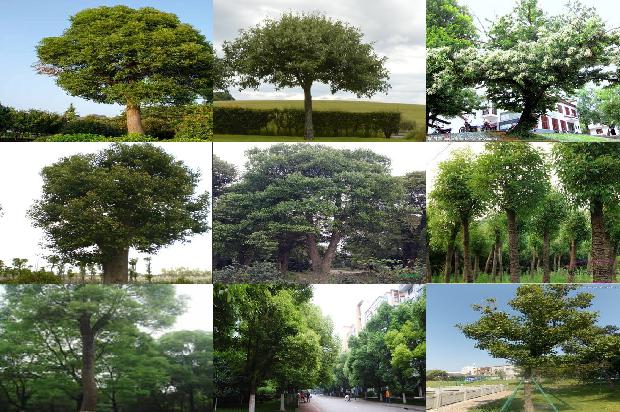 香樟大板1677976032482