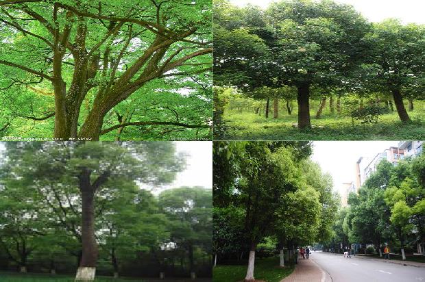 香樟的叶形1677976117876