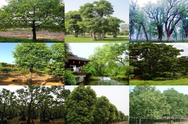 香樟的叶形1677976117889