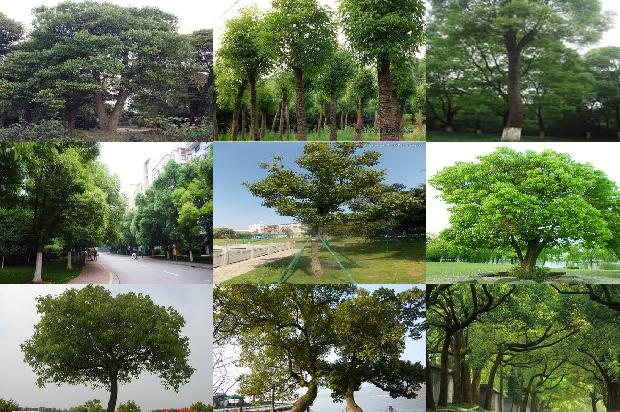 香樟经济学1677977725119