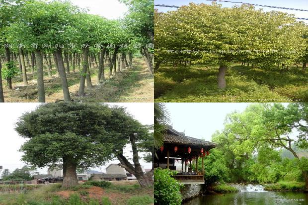 香樟半岛1677978028877
