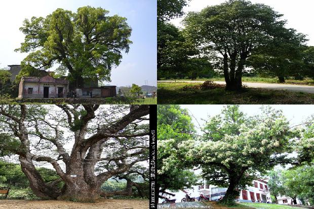 香樟意思1678062830348