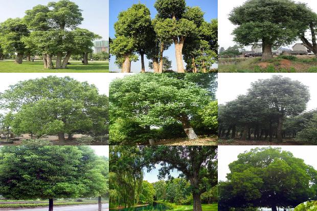 香樟一株多少钱1678064340098