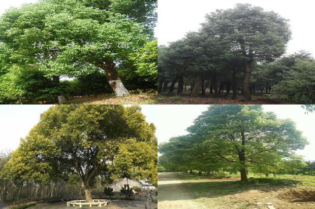 6公分香樟市场价1678148406974
