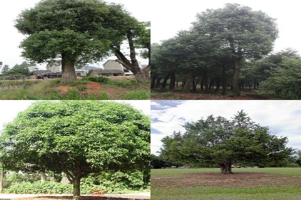 移植香樟1678148990281
