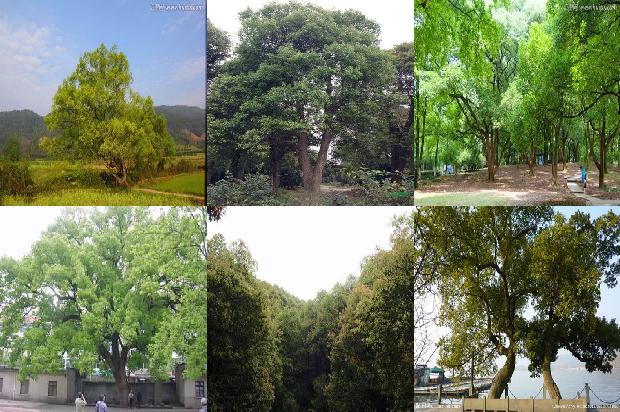移植香樟1678148990287