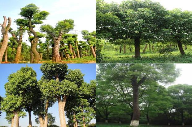 香樟是什么植物1678150896014