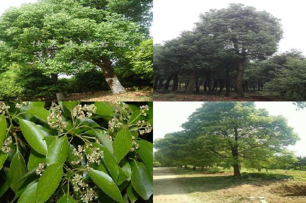 香樟是什么植物1678150896026