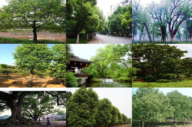 全国香樟哪里最便宜1678151523671