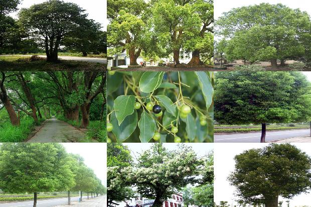 香樟木门1678236012420