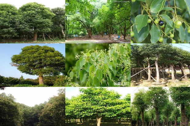 香樟常用规格1678236443331