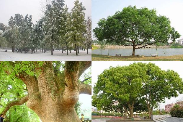 香樟是常绿还是落叶乔木呢1678321322469