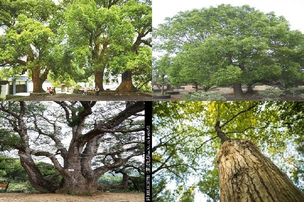 香樟种植基地在哪里1678321737493