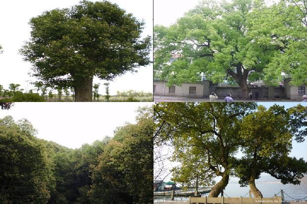 香樟种子育苗时间1678323395815