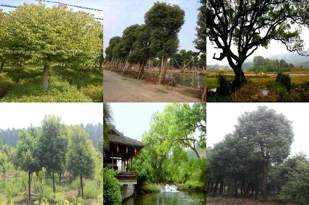 香樟可以插枝条吗1678323680107