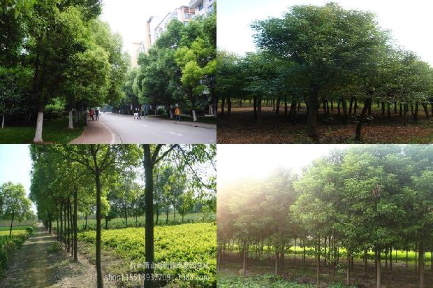香樟什么时候播种1678323837057