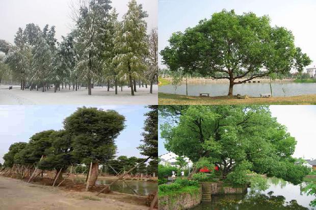 香樟木跟樟木一样吗1678409096387