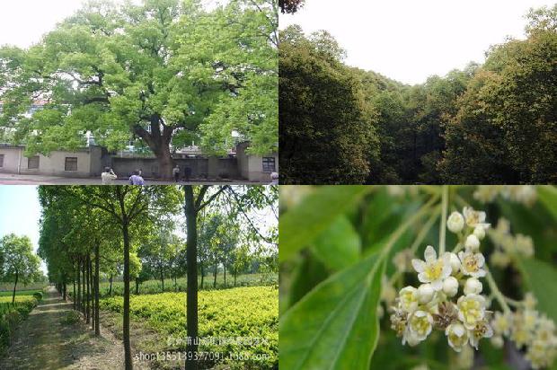 香樟木现在什么价1678409191070