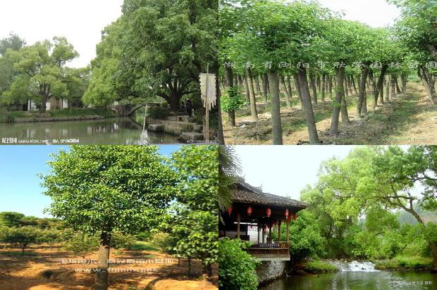 香樟木沙发到底好不好1678409357409