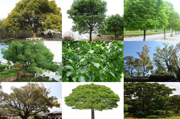 香樟木家具气味多久能消失1678410666767