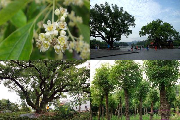 花椒 香樟素1678496428339
