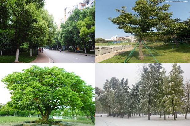 香樟的生存环境和形态1678496464398