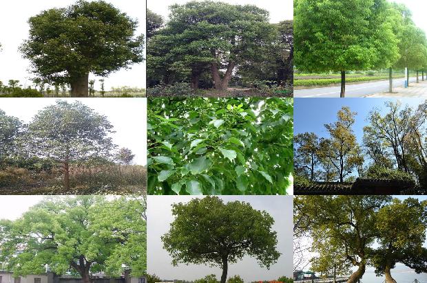 香樟生存环境和形态1678496688606