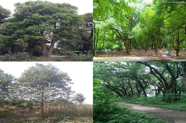 香樟栽植温度1678496754601