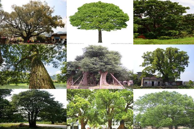 香樟栽植温度1678496754607
