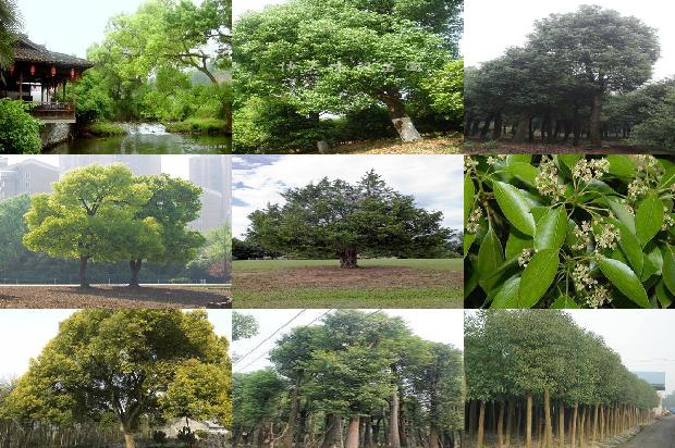 香樟几年开花1678496851270