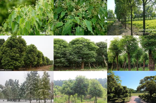 香樟木的药效1678687998306